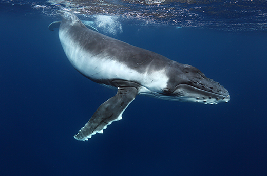 HS_FY24_H231201_EOY_EM6_WhaleImageDE_520x344