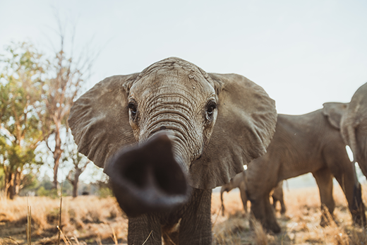 HS_FY24_elephant_520x344