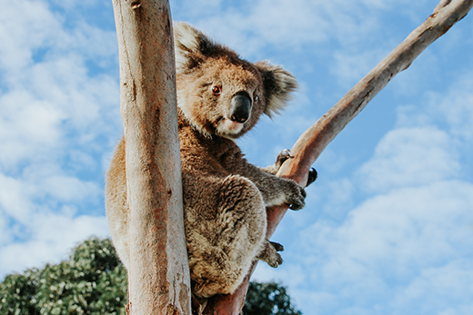 HS_FY24_koala_520x344