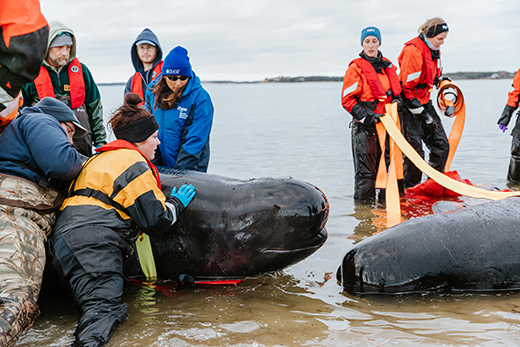 HS_FY24_marine_rescue_520x344