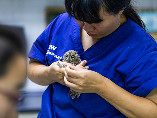 HS_FY24_oriental_scop_owl_520x344